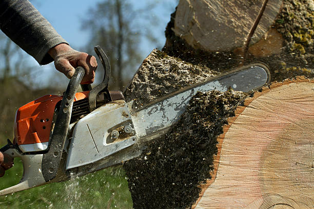 How Our Tree Care Process Works  in  Star, NC